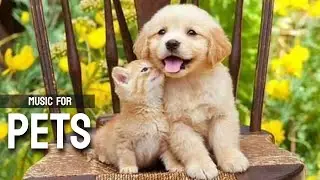 Music For Pets | Background Music | Music For Cats | Music For Dogs | Music For Puppies To Sleep