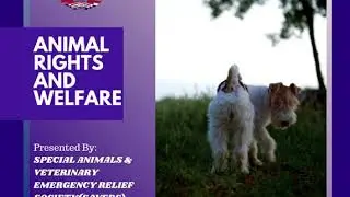 Animals Right
