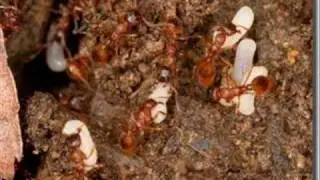 Fourmis Du Monde