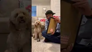 Dog uses a bell to answer math question&hellip; 😳 #dogs #shorts #viral