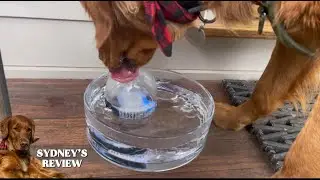 Pet glass drinking fountain!