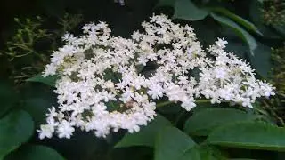 WHAT DO ELDER TREES LOOK LIKE?