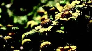 Llowers macro backgrounds leaf water action