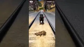 Dog katyon video and khorhos inspiration video 24
