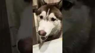 How to brush husky dog 🐕 #video #viral #yt #trending #cute #love #funny #doglife #dog#husky #pets 