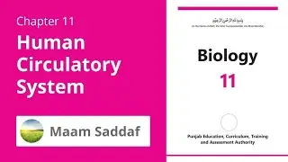 Class 1st Year | Biology | chapter 11 | Lecture 1 | 2025 New Course | Maam Sadaf