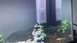 Fodring af mine fisk