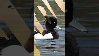 Tufted Duck | Species Fact Card