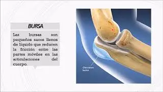 Biomecánica del Codo