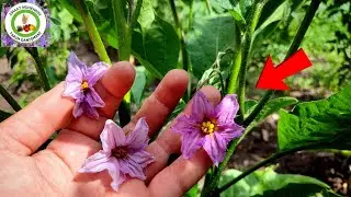 Patlıcanda Yüksek Verim Almanın 10 Sırrı 🌱 Patlıcan Çiçekleri Neden Kuruyup Dökülür Ve Çözüm Yolları