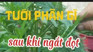 Tưới cử phân lần thứ 4./ 30+10+10 cho cây đủ chất đạm mau phát triển.