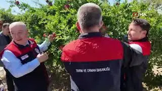 Denizli&rsquo;de nar hasadı başladı