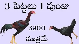 4 కోళ్లు 5900 మాత్రమే 90320 75782 #khrfarms #abdhulla farms