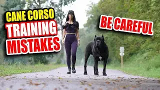 Cane Corso Training Mistakes