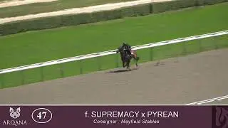 2025 Summer Sale - Lot 47 f. SUPREMACY x PYREAN