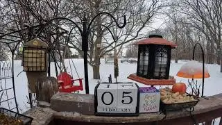 My Thursday Morning Dirty Frozen Feeder Bird & Squirrel Livestream Edition