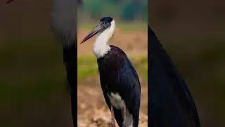 Woolly Necked Stork #shorts #birdwatching #naturephotography