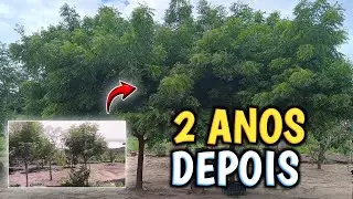 ✅NIM INDIANO depois de 2 ANOS