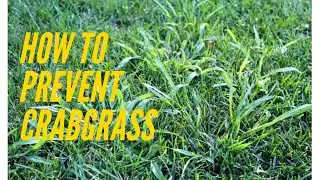 Spring lawn care-Fist Steps