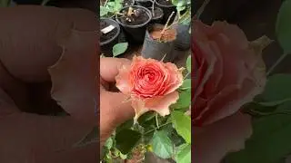 #india #flower #roseflowers #roses #gardenflowers #garden #rose