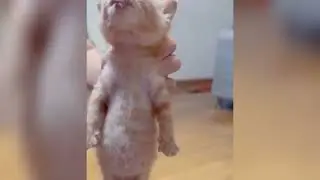 Try Not To Say 'Aww'! Adorable Kittens Having Their Milk Time 😂🍼