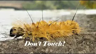 Don't Touch! American Dagger Moth Caterpillar, Toxic Insects, Larva, Acronicta americana