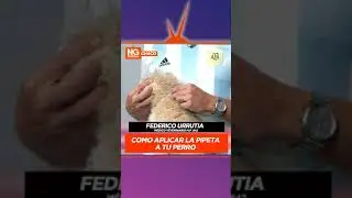 Como aplicar la pipeta a tu perro