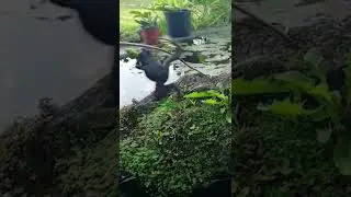 Ranas Saltando y Comiendo Insectos a C&aacute;mara Lenta | #Shorts