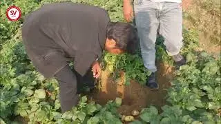Ace Potato Variety | 77 Days | Sambhal, UP / एस आलू किस्म | 77 दिन | संभल, उत्तर प्रदेश