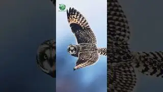 Grace in the Sky 🦉 | The Silent Flight #Shorts #FlyingOwl