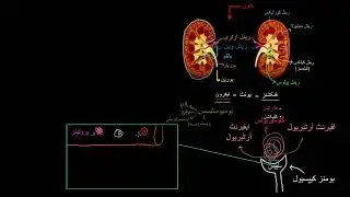 Glomerular filtration in the nephron  | Renal system physiology  | NCLEX RN |  Khan Academy Urdu