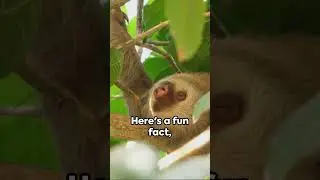 Sloth: The Slow-Motion Superstars
