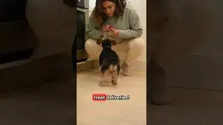 Chewy Stock CRUSHED Earnings - Why Did It Still Drop? 📉🐕