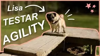 Min MOPS testar AGILITY *g&aring;r s&aring;d&auml;r*
