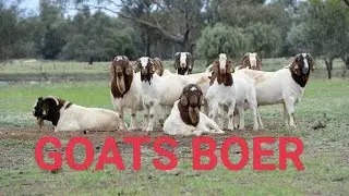 GOATS BOER ,GOAT SONG BOER GOAT White , KALAHARI Playing, BOER GOAT BLACK ,Goat Boer ,Pig,Cows,Sheep