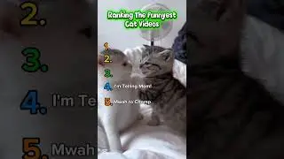 Ranking The Funniest Cat Videos #funny #ranking #best #catvideos