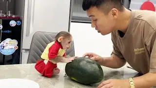 Mokey Cubis asks dad for help when wants to eat giant watermelon