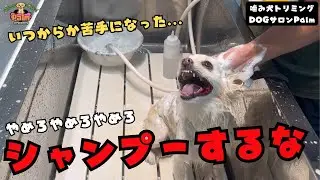 初来店でシャンプーで大暴れ！！ポメチワの噛み犬トリミング！！