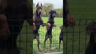 Aggressive Dobarman Dog Family 🥵 || Doberman Dog Guard Our Territory 😱🔥 #shorts