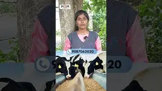 👉 அதிக பால் உற்பத்தியின் ரகசியம்! | Pellet Making Machine 🐄⚙️