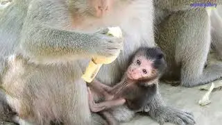 Awesome to see newborn baby Nelson, a boy of Nova, on the 2nd day after born.