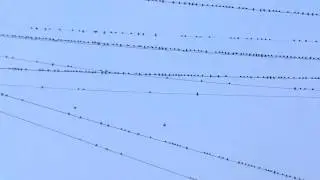 Птицы на проводах в Москве ~ 2014.09.25 - Birds on wires at Moscow