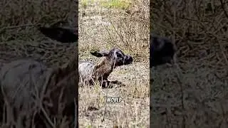 #wildanimals#animals #viralshort #ytshorts #reels #usa #youtubechannel #funnyanimals #youtubeshorts