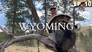 PUBLIC LAND MOUNTAIN MERRIAM&rsquo;S | Wyoming Turkey Hunting