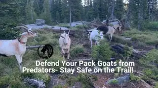 Protecting Pack Goats  from Predators on the Trail & in Camp!