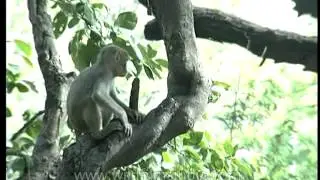 Family of monkeys sleeping on branches of a tree