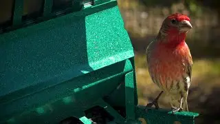 WATCH: It's all about sex and parenting for the house finch