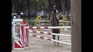 Ramiro Z x Cor de La Bryere x Grannus 8 y.o. mare jumps 1,40m- Horse for sale