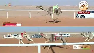 الشوط  12 لحقه لـ حمد نهيان سالم العامري 9:50:01 ( مهرجان عبد العزيز للابل 2025 )