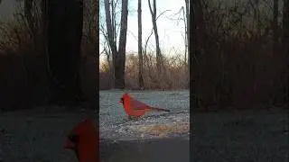 Fabelous Bird | Mr. Cardinal ❤️